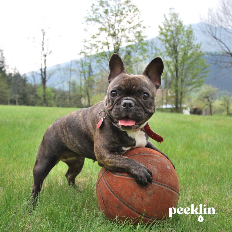 Normativa municipal orines de perros